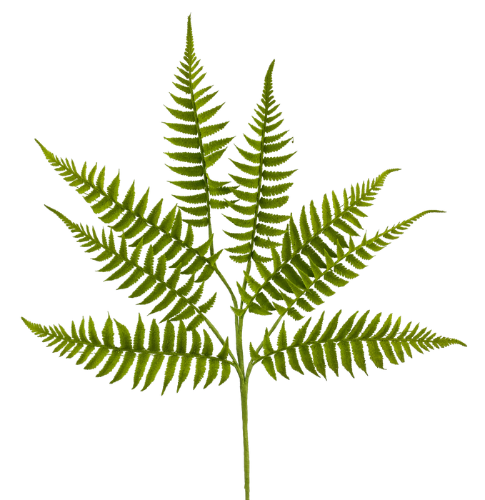 Fern Spray h23