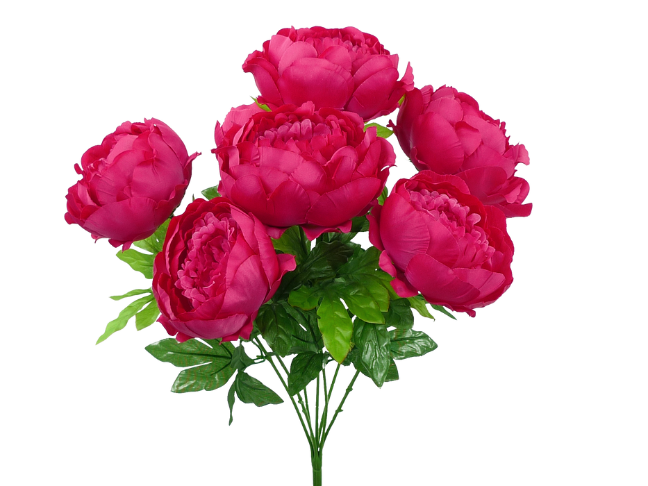 Peony Bush x7 Hot Pink