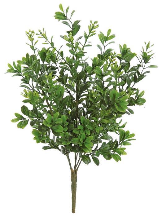 Mini Boxwood Bush 12"