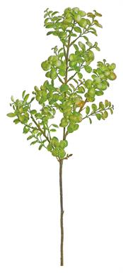 BOXWOOD SPRAY, 24", GREEN,