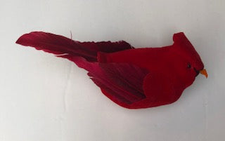Medium Cardinal