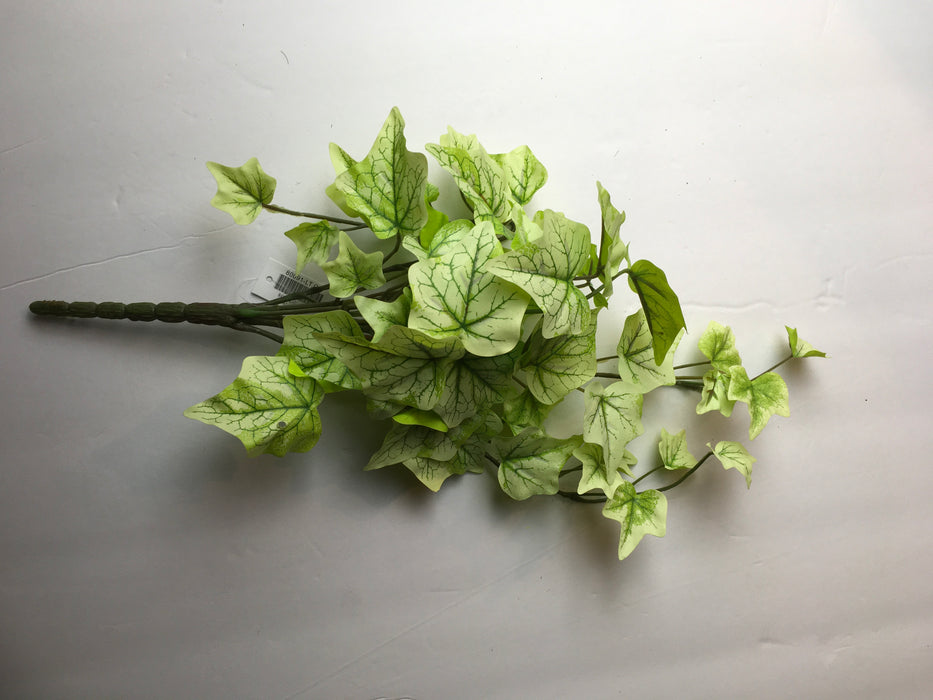 Mini Ivy