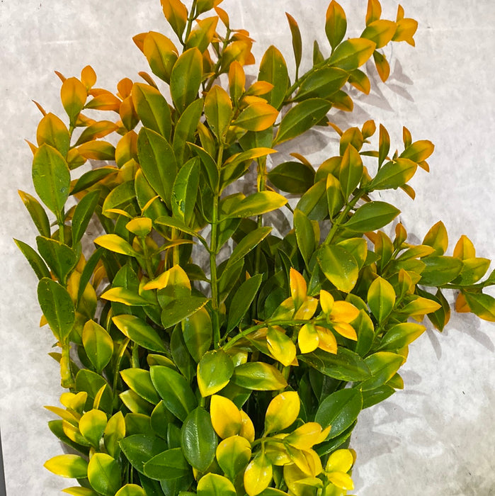GREENERY WITH COLORED TIP
