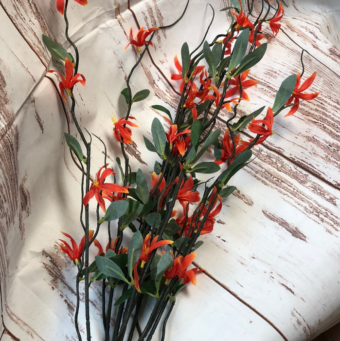 Orange TWEEDIA Floral Bush