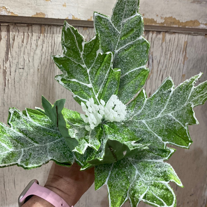 Frosted Green Pointsettia  Pick