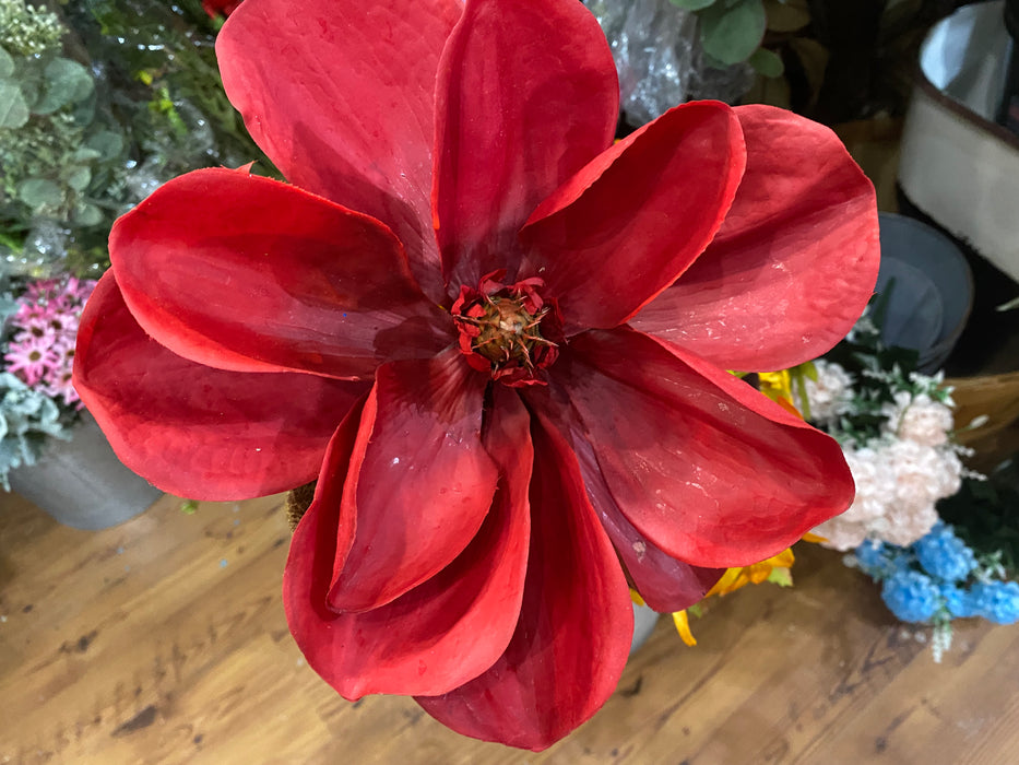 RED Magnolia Stem