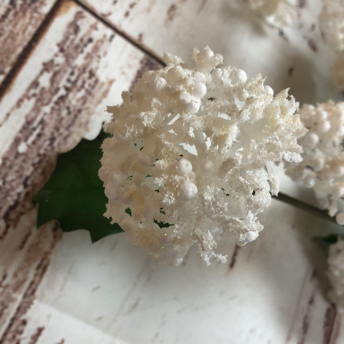 White Glittered Head Bush
