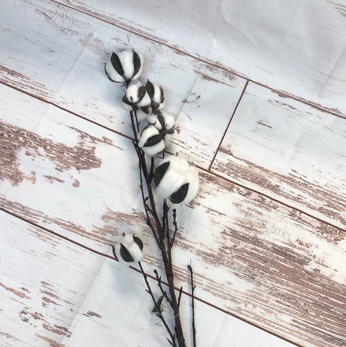 Black Stem Cotton