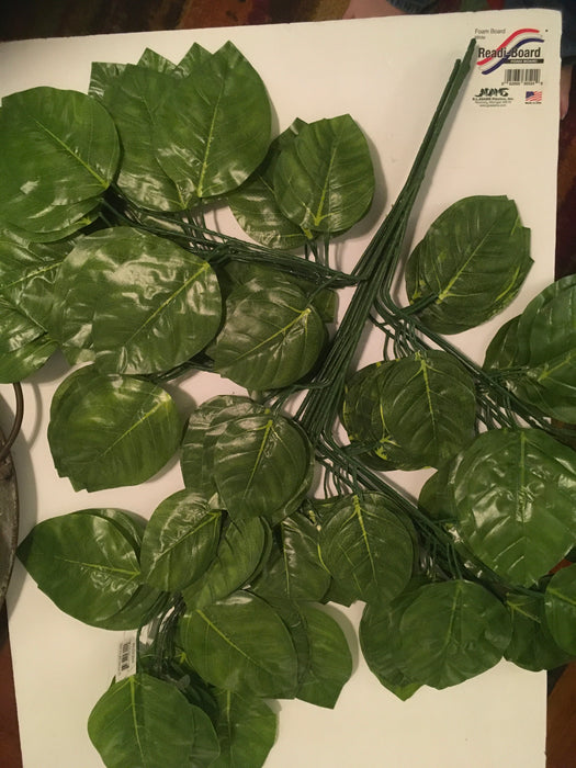 Pathos Leaf Stem