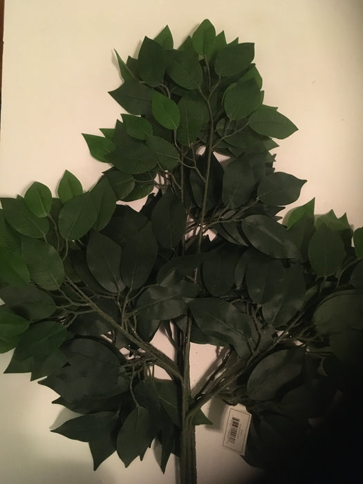 Dark green ficus leaves