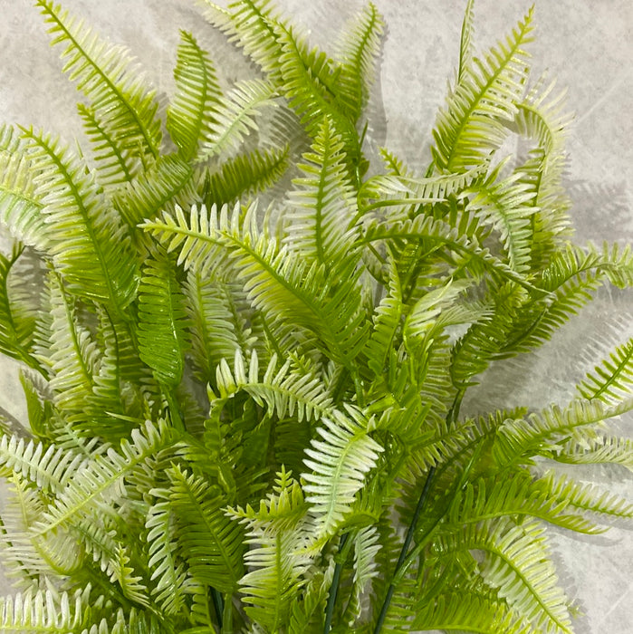 White Tip  Two Tone Mini Fern Bush