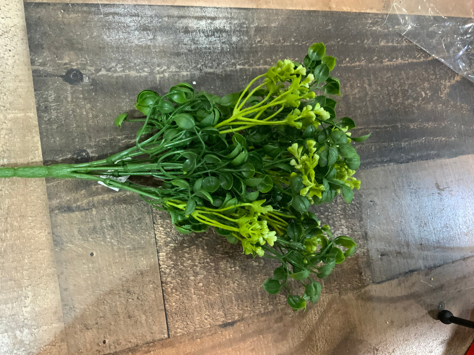 Seeding Boxwood
