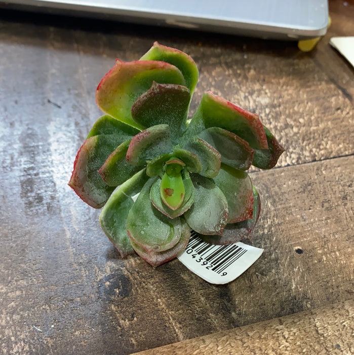 Succulent Echeveria