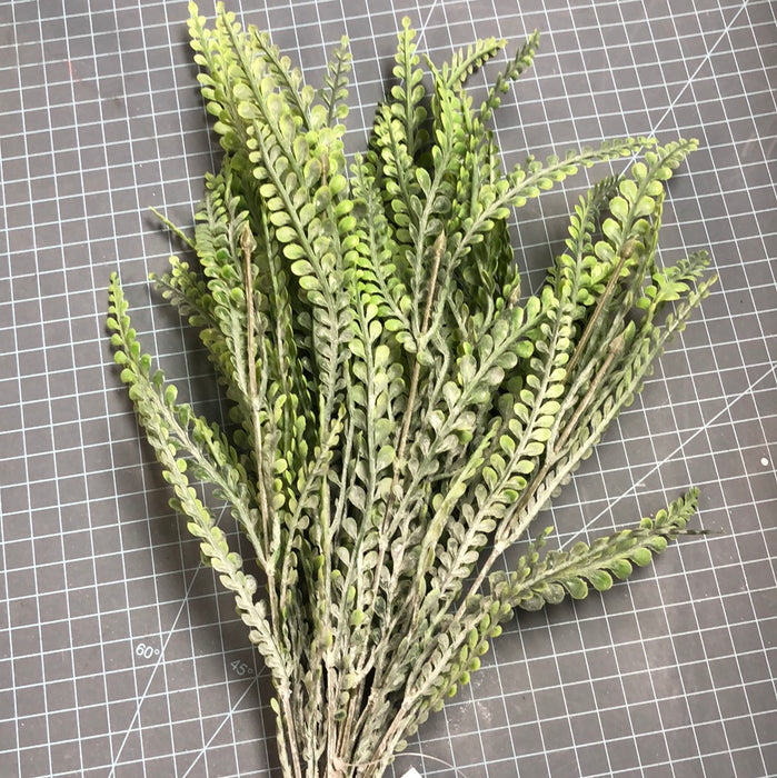 BUTTON FERN 21 INCH