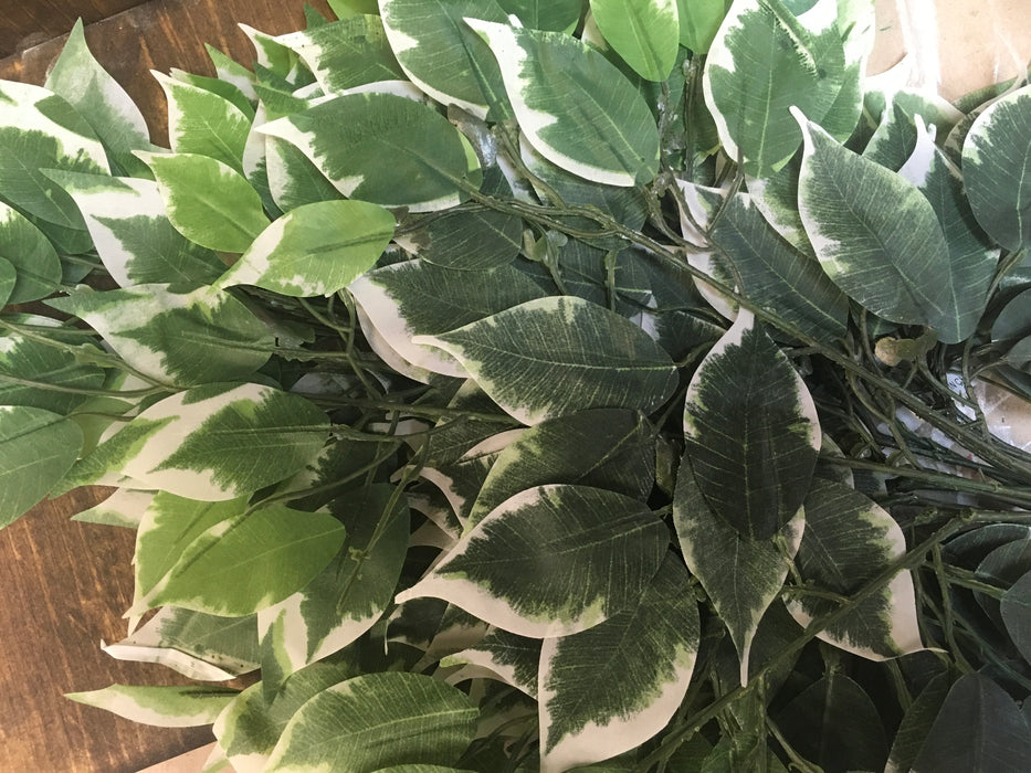 Variegated Ficus leaves