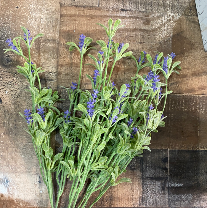 Purple Lavender Bush